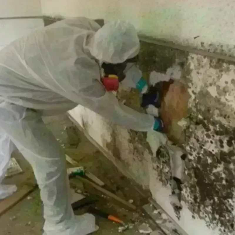 Mold Remediation and Removal in Menard, TX